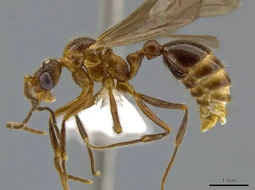 Megalomyrmex peetersi specimen CASENT0630041 image casent0630041_3