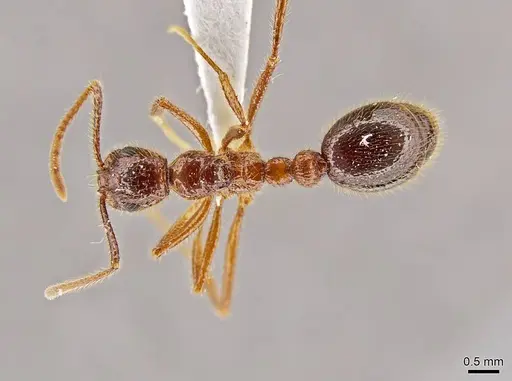Megalomyrmex peetersi specimen CASENT0630962 image casent0630962_1