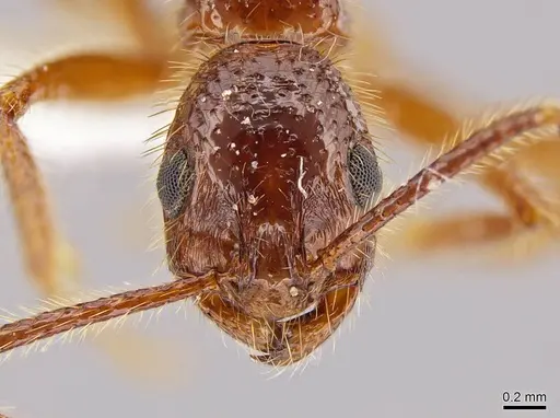 Megalomyrmex peetersi specimen CASENT0630962 image casent0630962_2