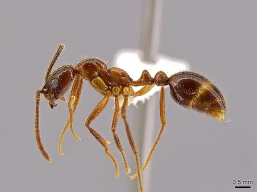Megalomyrmex peetersi specimen CASENT0630979 image casent0630979_3