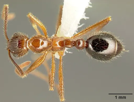 Megalomyrmex peetersi specimen INBIOCRI001242855 image inbiocri001242855_1
