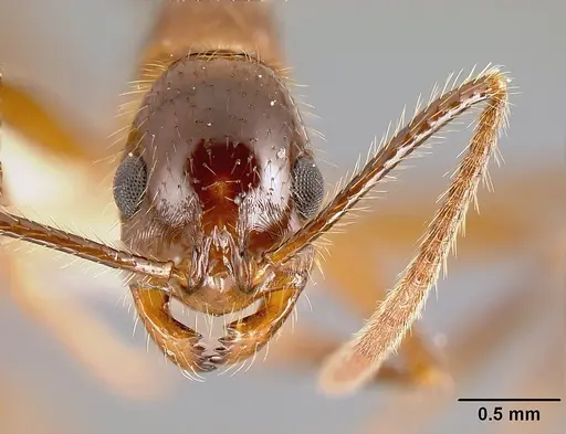 Megalomyrmex peetersi specimen INBIOCRI001242855 image inbiocri001242855_2