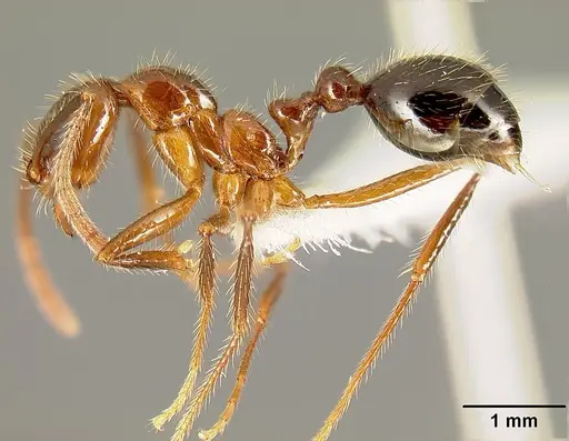 Megalomyrmex peetersi specimen INBIOCRI001242855 image inbiocri001242855_3