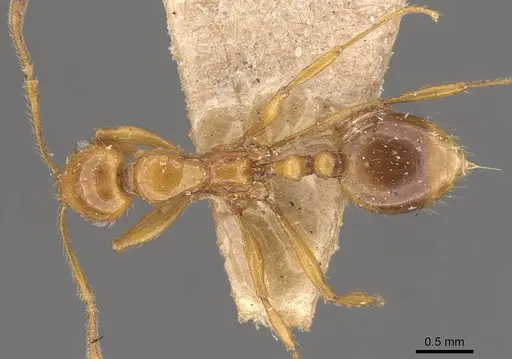 Megalomyrmex pusillus specimen CASENT0908789 image casent0908789_1