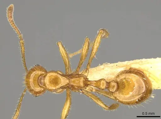 Megalomyrmex pusillus specimen CASENT0914061 image casent0914061_1