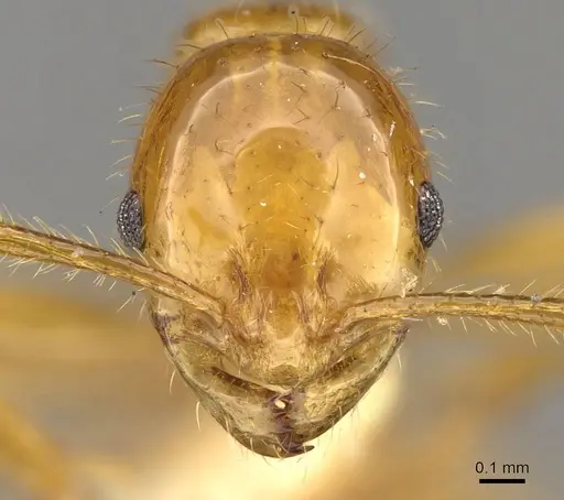 Megalomyrmex pusillus specimen CASENT0914061 image casent0914061_2