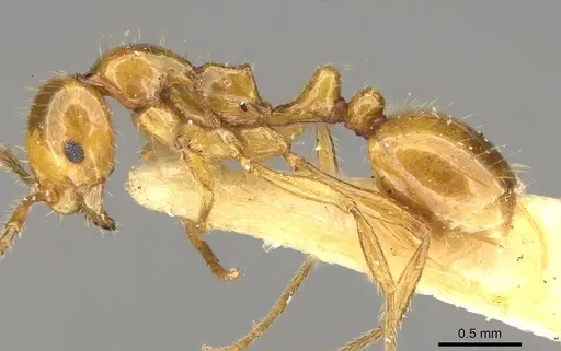 Megalomyrmex pusillus specimen CASENT0914061 image casent0914061_3