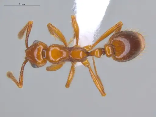 Megalomyrmex pusillus specimen ECOFOG-KR22-0015-09 image ecofog-kr22-0015-09_1