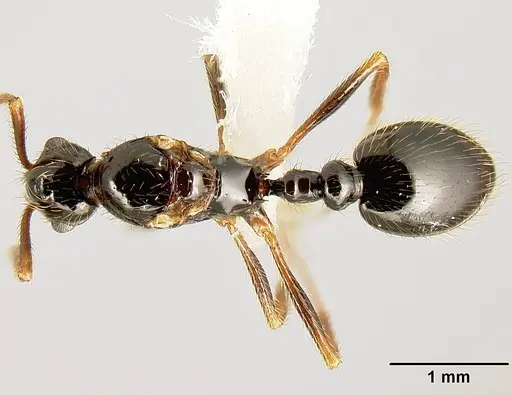 Megalomyrmex reina specimen JTLC000005356 image jtlc000005356_1