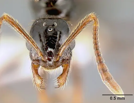 Megalomyrmex reina specimen JTLC000005356 image jtlc000005356_2