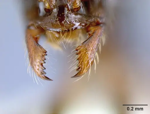 Megalomyrmex reina specimen JTLC000005356 image jtlc000005356_3