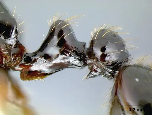 Megalomyrmex reina specimen JTLC000005356 image jtlc000005356_5