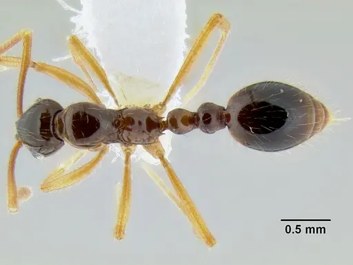 Megalomyrmex silvestrii specimen CASENT0106196 image casent0106196_1