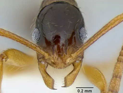 Megalomyrmex silvestrii specimen CASENT0106196 image casent0106196_2
