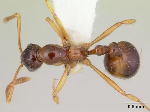 Megalomyrmex silvestrii specimen CASENT0173976 image casent0173976_1