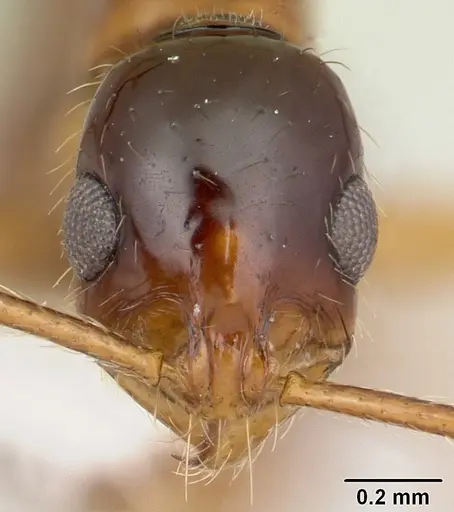 Megalomyrmex silvestrii specimen CASENT0173976 image casent0173976_2