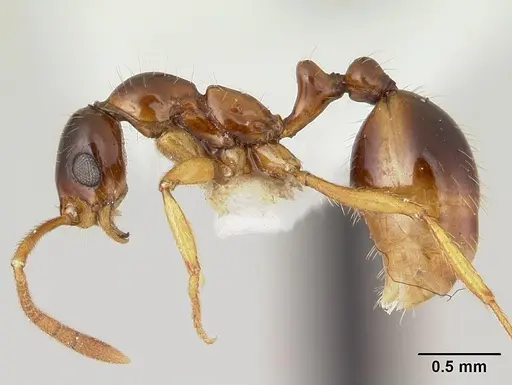 Megalomyrmex silvestrii specimen CASENT0173976 image casent0173976_3