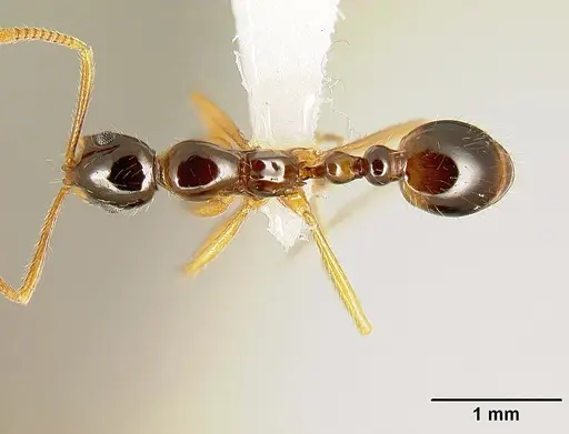 Megalomyrmex silvestrii specimen CASENT0611264 image casent0611264_1
