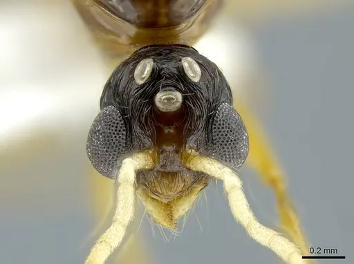 Megalomyrmex silvestrii specimen CASENT0611418 image casent0611418_1