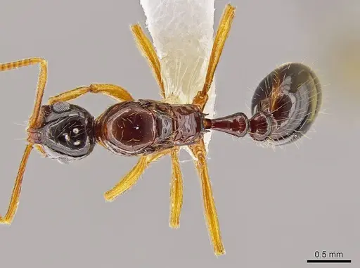 Megalomyrmex silvestrii specimen CASENT0625314 image casent0625314_1