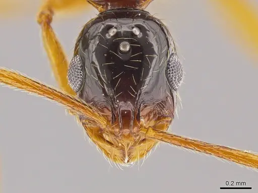 Megalomyrmex silvestrii specimen CASENT0625314 image casent0625314_2
