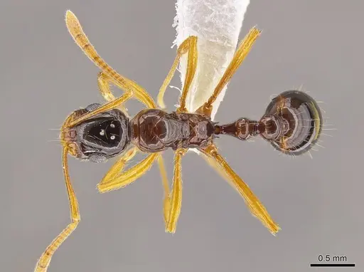 Megalomyrmex silvestrii specimen CASENT0625330 image casent0625330_1