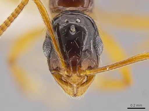 Megalomyrmex silvestrii specimen CASENT0625330 image casent0625330_2