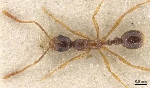 Megalomyrmex silvestrii specimen CASENT0913546 image casent0913546_1