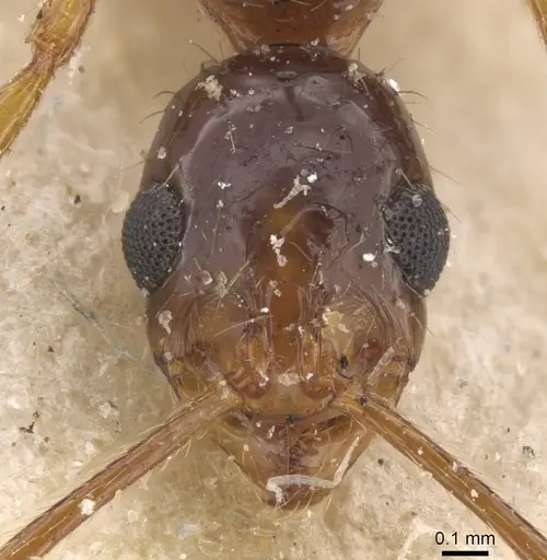 Megalomyrmex silvestrii specimen CASENT0913546 image casent0913546_2