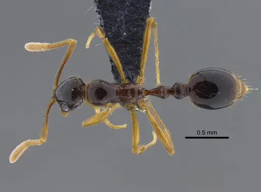 Megalomyrmex silvestrii specimen CBUMAGENT41864 image cbumagent41864_1