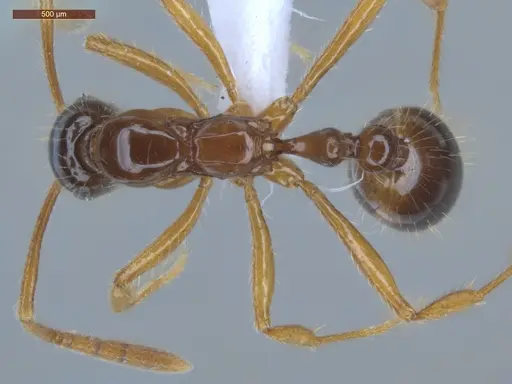 Megalomyrmex silvestrii specimen ECOFOG-PA14-0178-07 image ecofog-pa14-0178-07_1