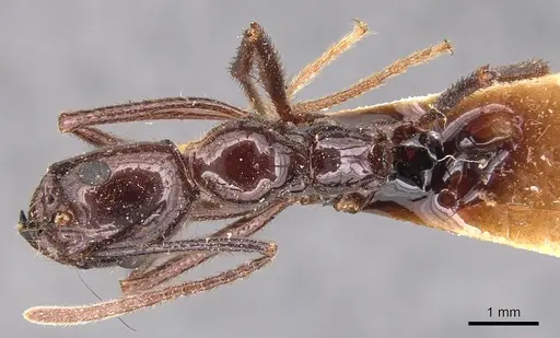 Megalomyrmex staudingeri specimen CASENT0904607 image casent0904607_1