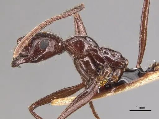 Megalomyrmex staudingeri specimen CASENT0904607 image casent0904607_4