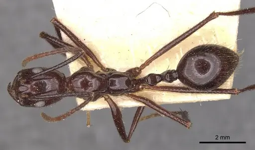 Megalomyrmex staudingeri specimen CASENT0908788 image casent0908788_1