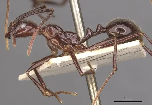 Megalomyrmex staudingeri specimen CASENT0908788 image casent0908788_3