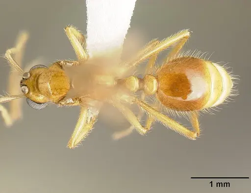Megalomyrmex symmetochus specimen CASENT0613260 image casent0613260_1