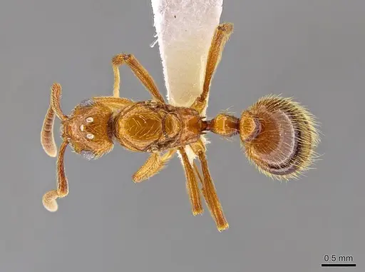Megalomyrmex symmetochus specimen INB0003692962 image inb0003692962_1