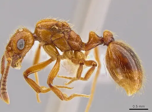 Megalomyrmex symmetochus specimen INB0003692962 image inb0003692962_3