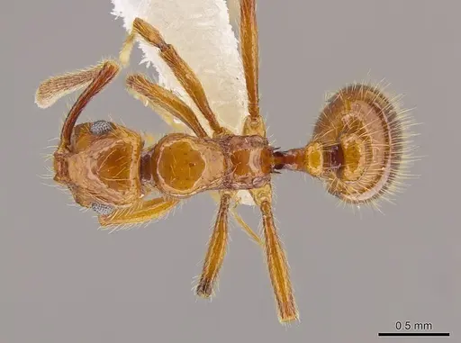 Megalomyrmex symmetochus specimen JTLC000015328 image jtlc000015328_1