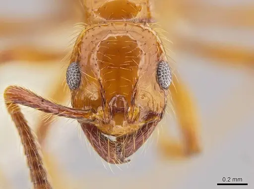 Megalomyrmex symmetochus specimen JTLC000015328 image jtlc000015328_2