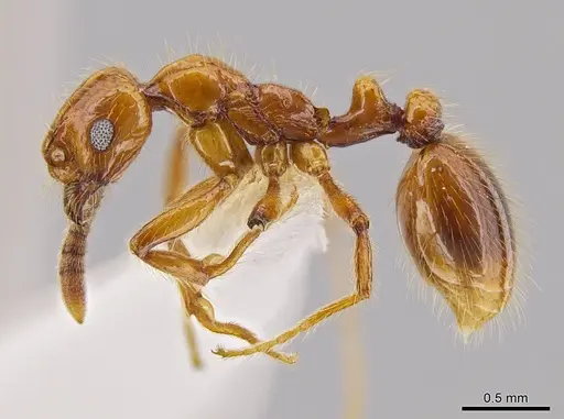 Megalomyrmex symmetochus specimen JTLC000015328 image jtlc000015328_3