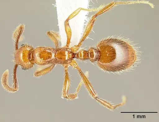 Megalomyrmex symmetochus specimen USNMENT00693019 image usnment00693019_1