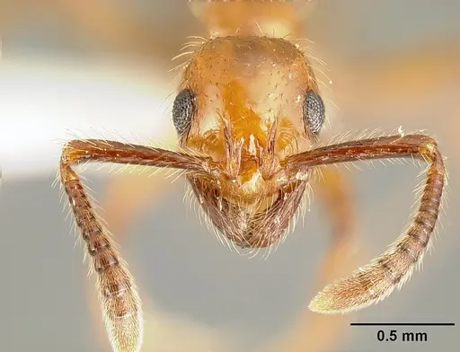 Megalomyrmex symmetochus specimen USNMENT00693019 image usnment00693019_2