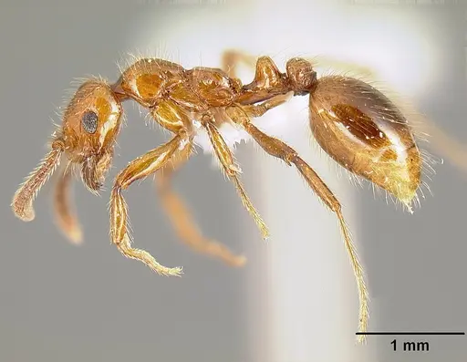 Megalomyrmex symmetochus specimen USNMENT00693019 image usnment00693019_3