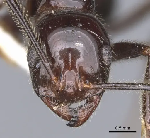 Megalomyrmex timbira specimen CASENT0902331 image casent0902331_2
