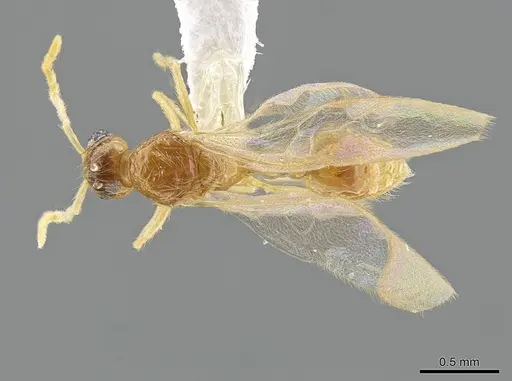 Megalomyrmex wettereri specimen CASENT0630040 image casent0630040_1