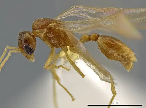 Megalomyrmex wettereri specimen CASENT0630040 image casent0630040_3