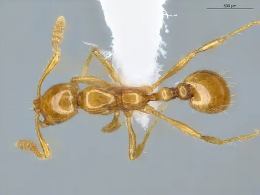 Megalomyrmex wettereri specimen ECOFOG-LA15-0082-17 image ecofog-la15-0082-17_1