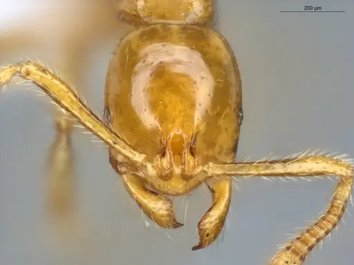 Megalomyrmex wettereri specimen ECOFOG-LA15-0082-17 image ecofog-la15-0082-17_2