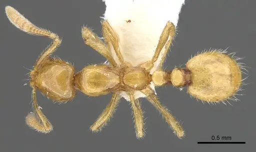 Megalomyrmex wettereri specimen INBIOCRI001238212 image inbiocri001238212_1